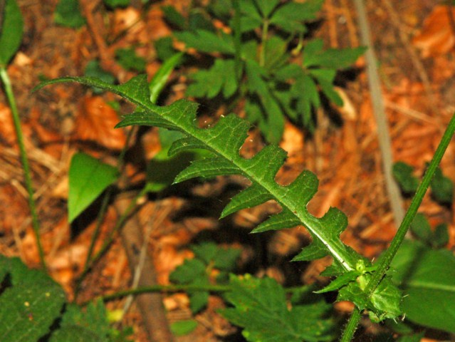 Una modesta asteracea dallo strano fiore- Cirsium eristhales